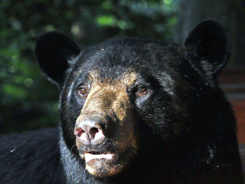 Big Harry - Aug 4, 2013