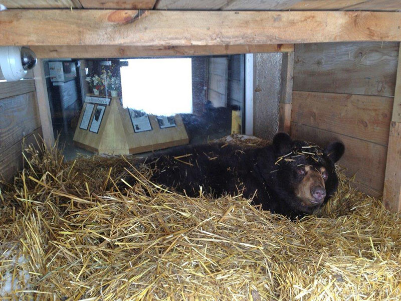Honey in window den