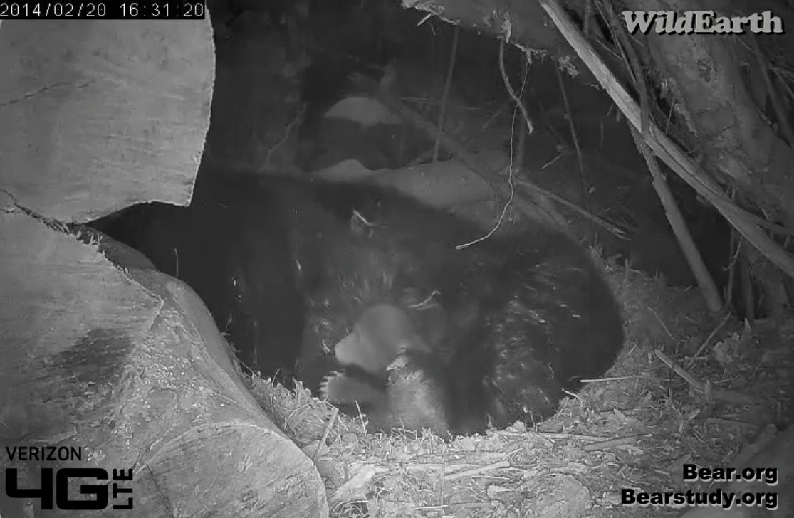 Juliet's cub - Feb 20