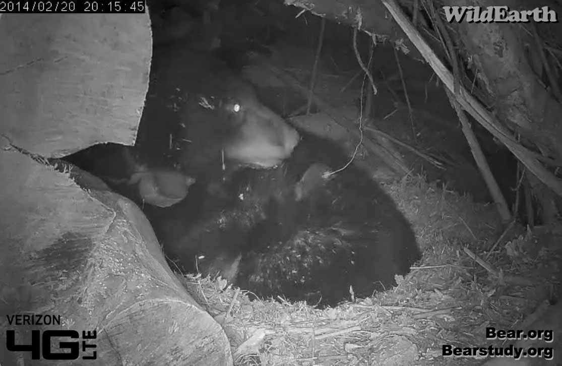 Juliet and cub - Feb 20