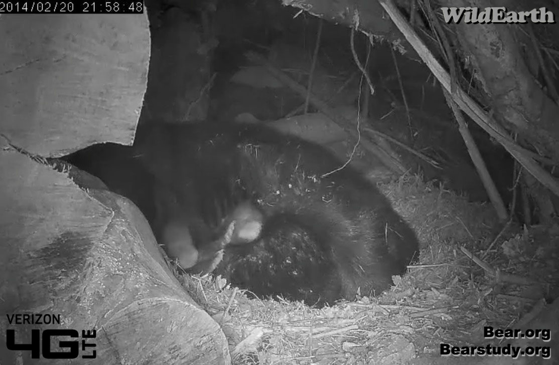 Two of Juliet's cubs - Feb 20