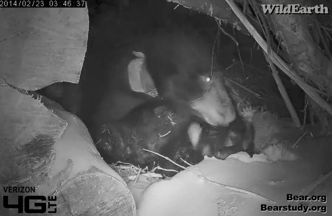 Male cub takes a tumble!