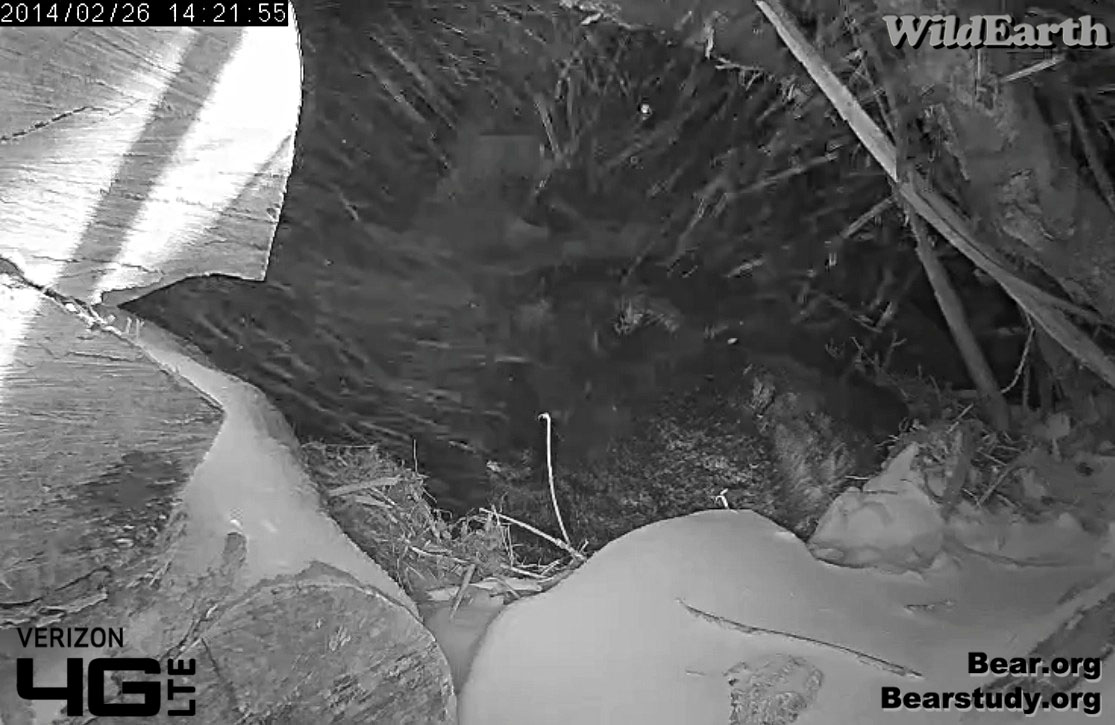 Wind blows snow into den