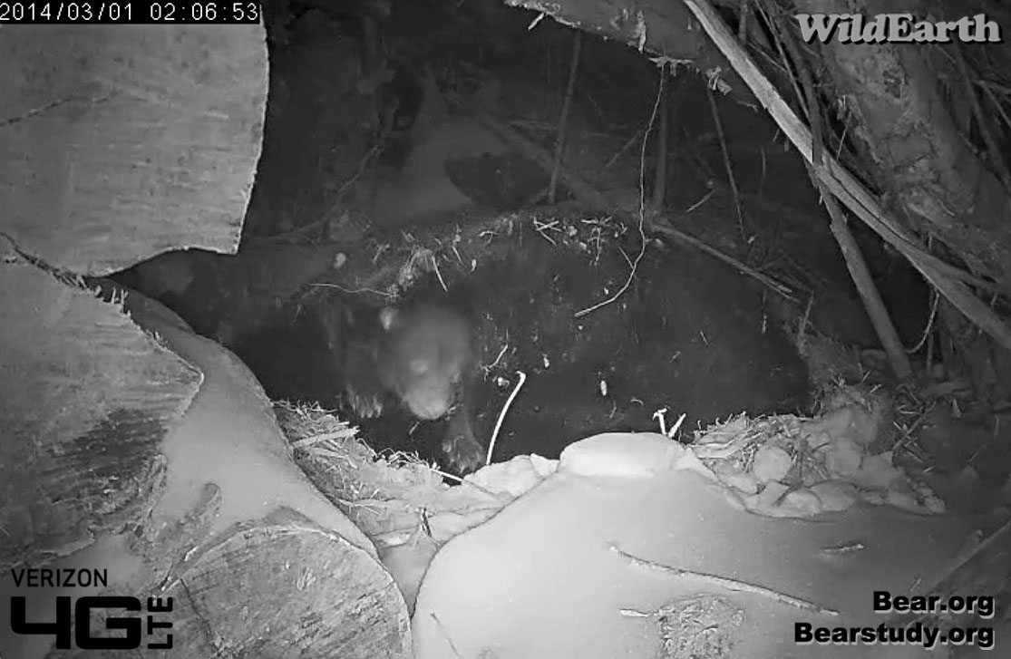 Cub pushes its way out