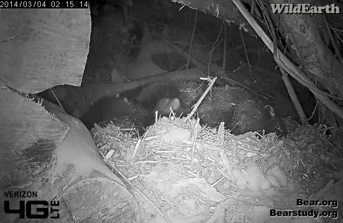 Cub makes an appearance