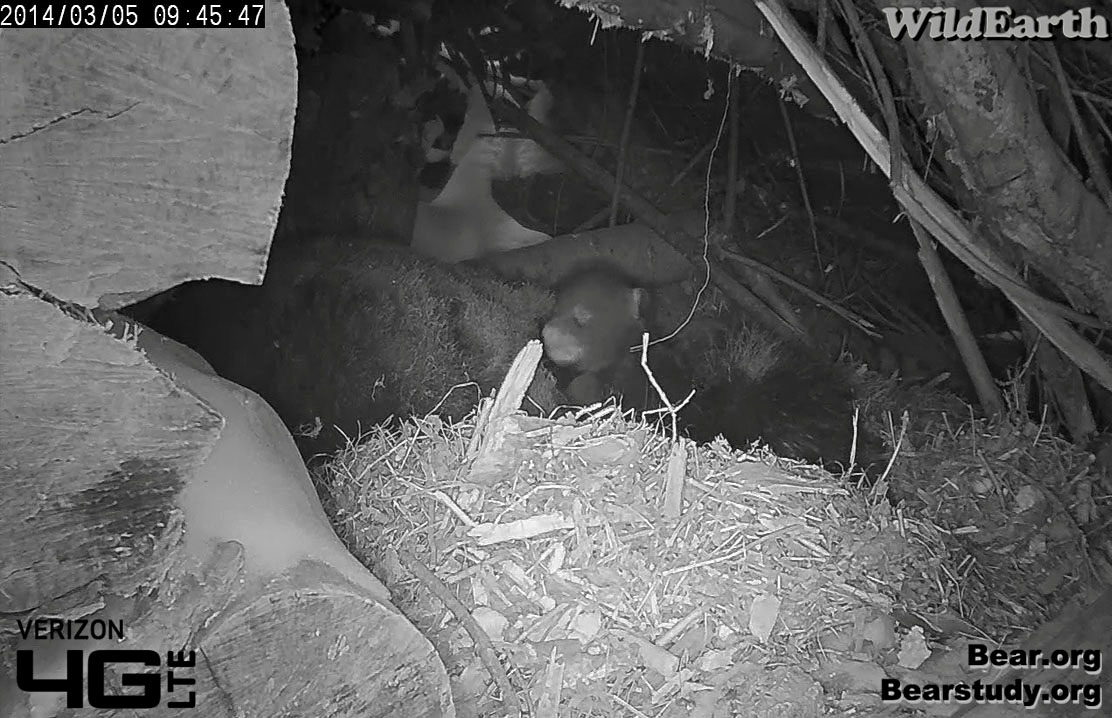 Cute cub