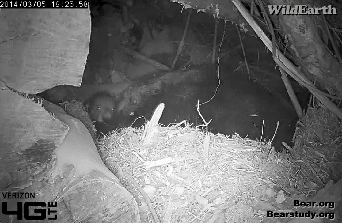 Cub peeks out with shining eyes