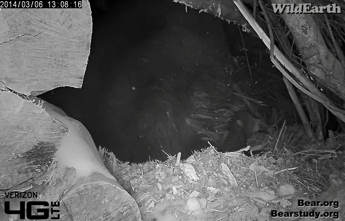As Mom rakes bedding, cub explores