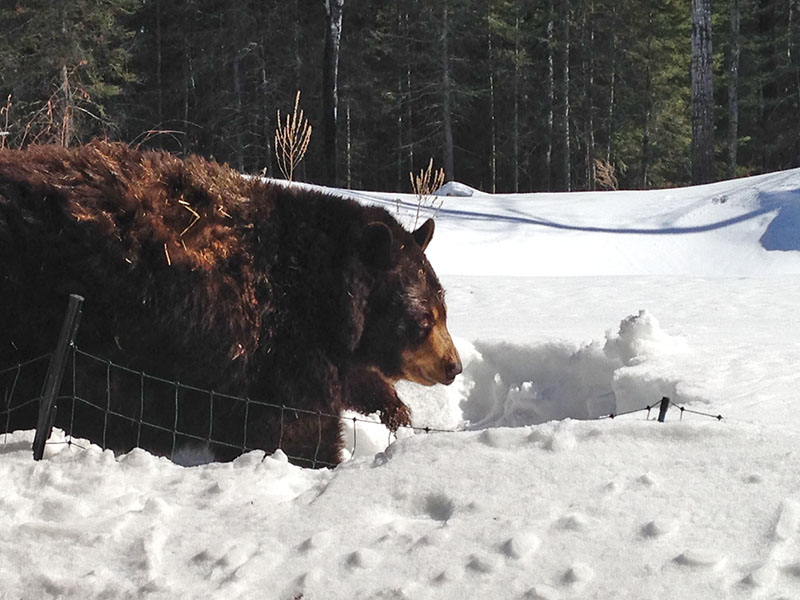 Honey takes a stroll