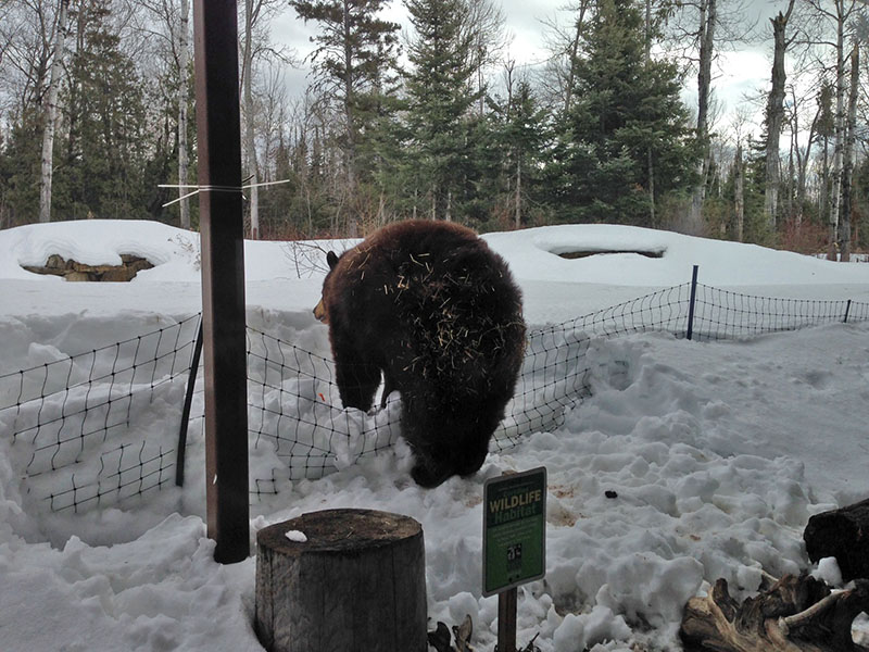 Honey steps over fence