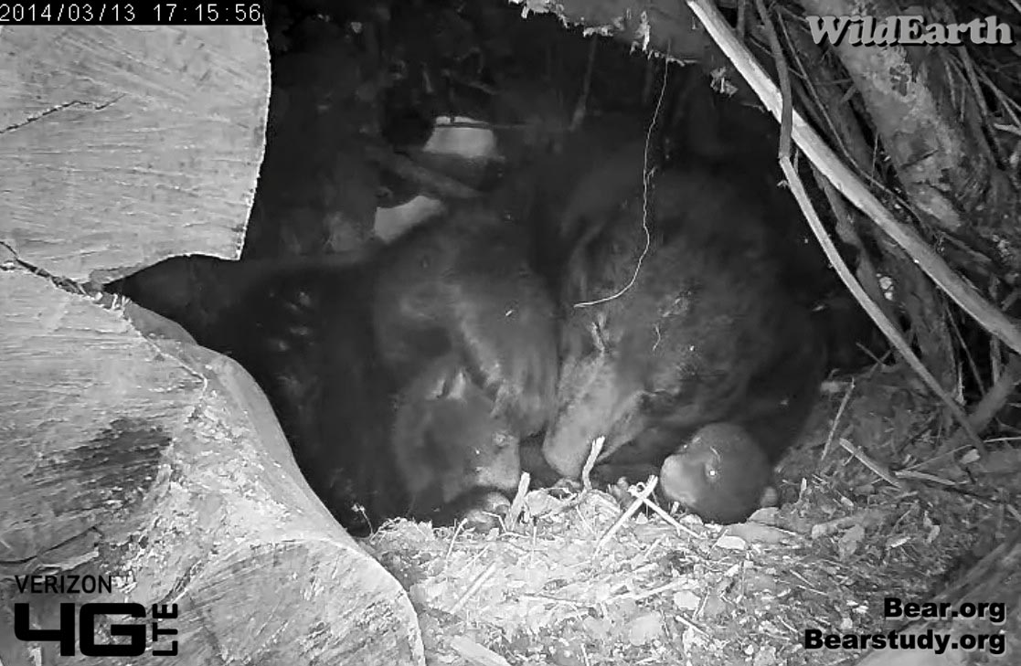 Juliet begins to play