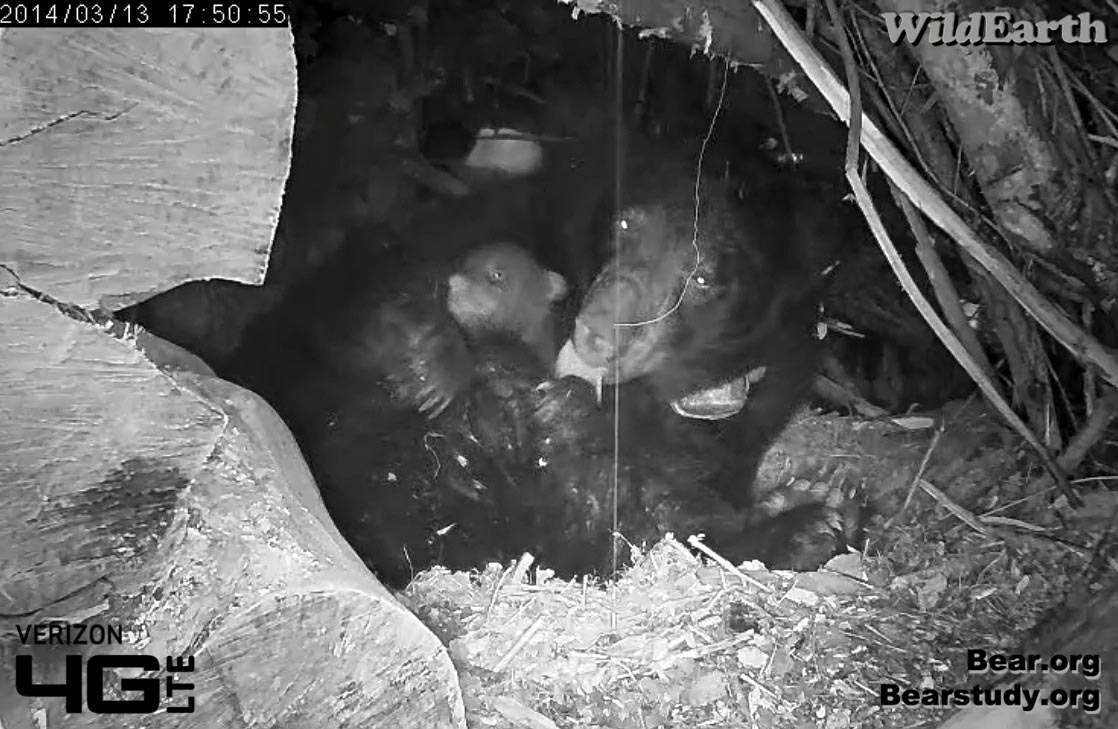 Juliet cleans water from fur