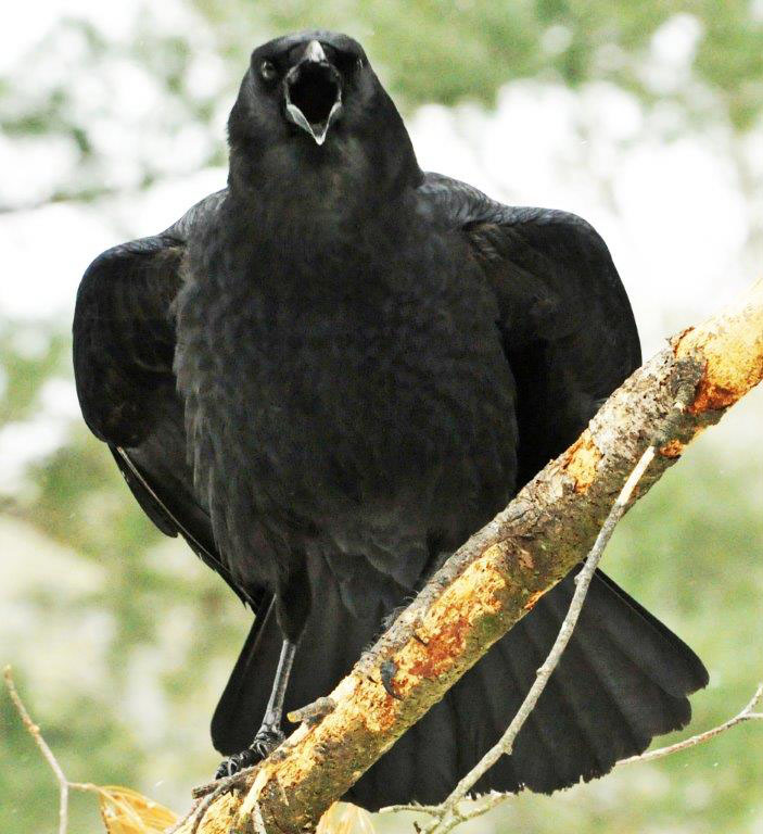 Crow calling - Mar 19