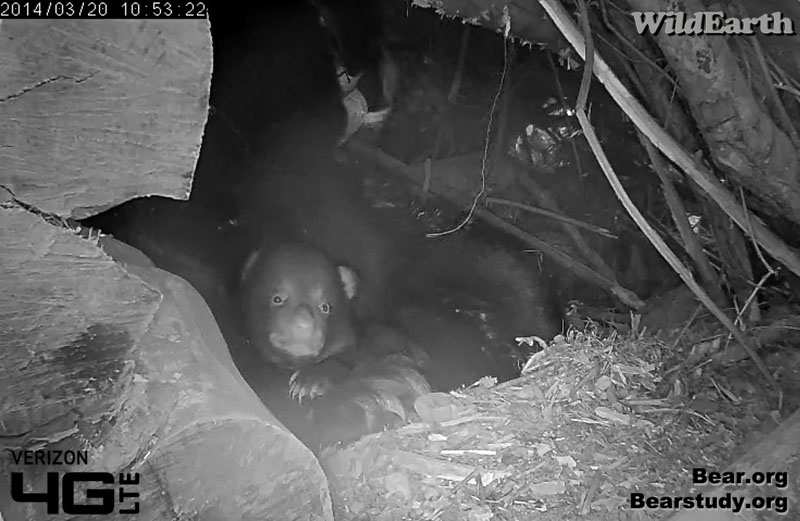 Cub rests on Juliet's paw