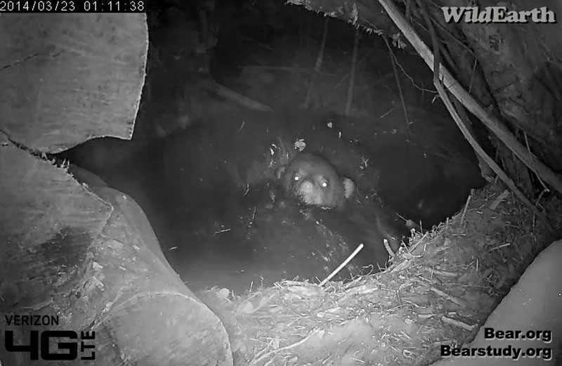 One of Juliet's cubs peers out