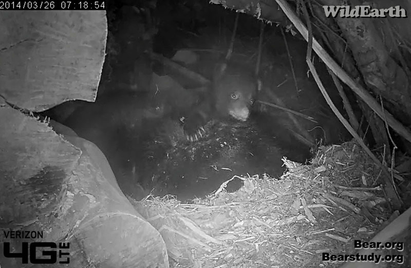 Cub climbs on Juliet