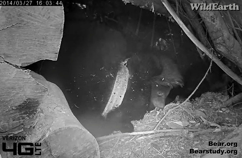 Juliet stops her cub