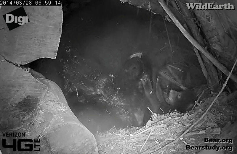 Cub lays paws on Juliet