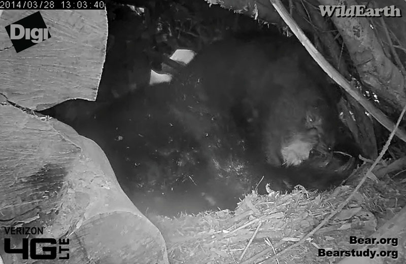 Juliet chews footpads