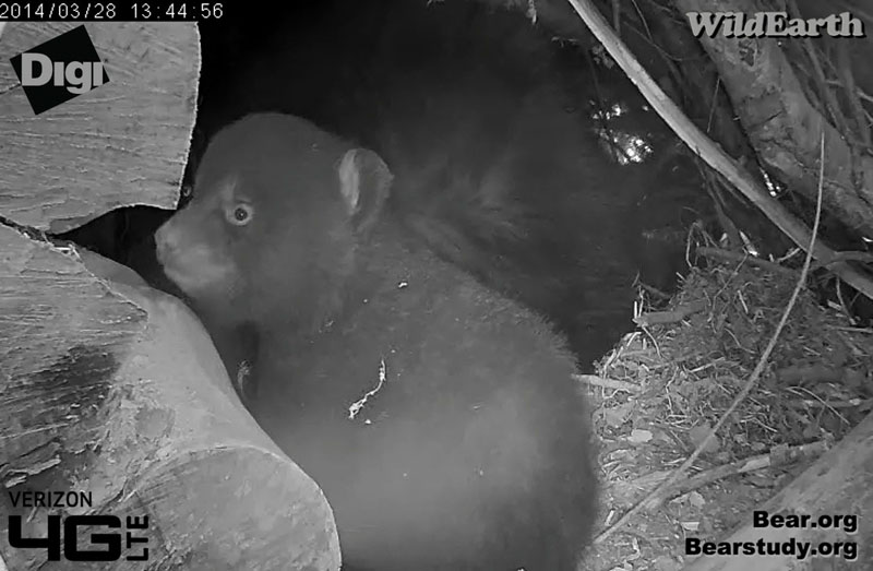 Juliet's cub up close