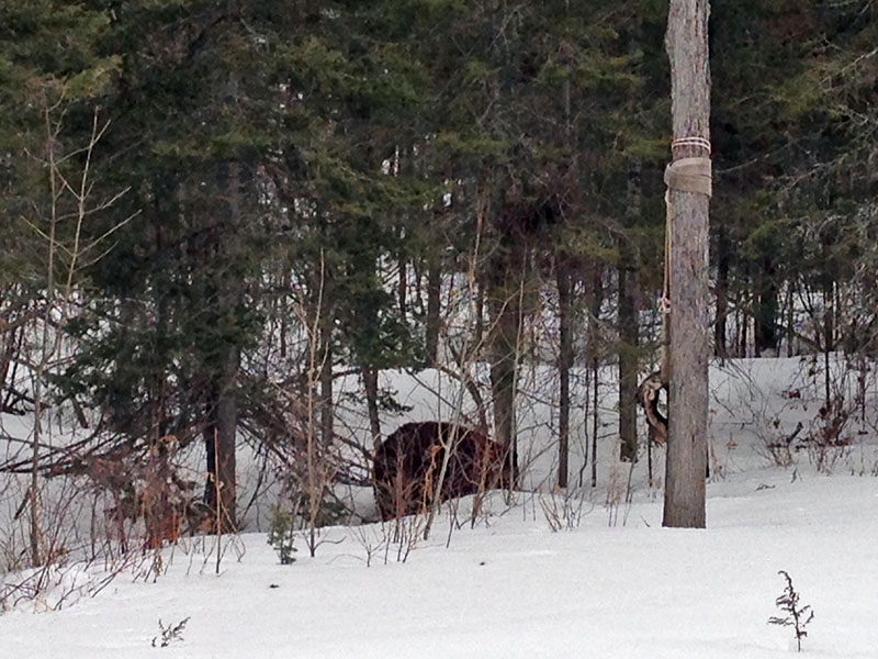 Honey walks in the woods