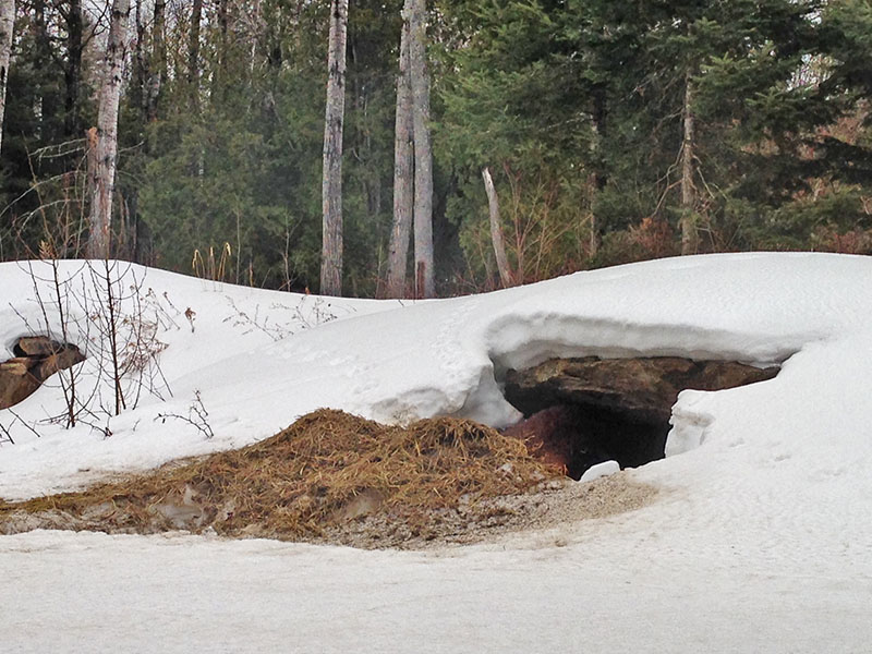 Honey works the rock den