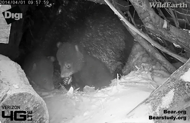 Cubs play while Juliet snoozes