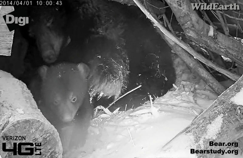 An attempted escape!