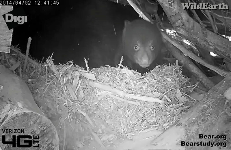 Cub eyeing the cam