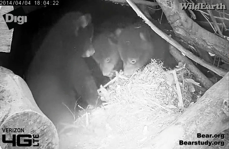 Juliet's cubs ponder