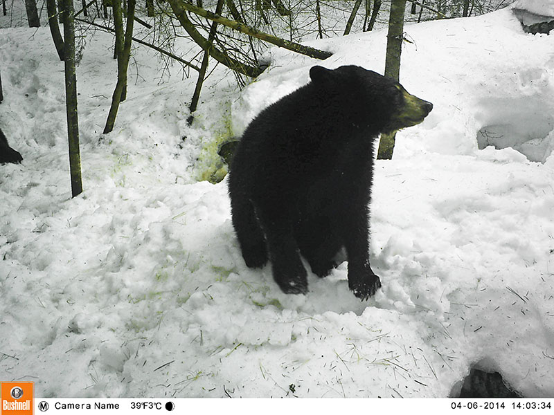 One of Lily's yearlings