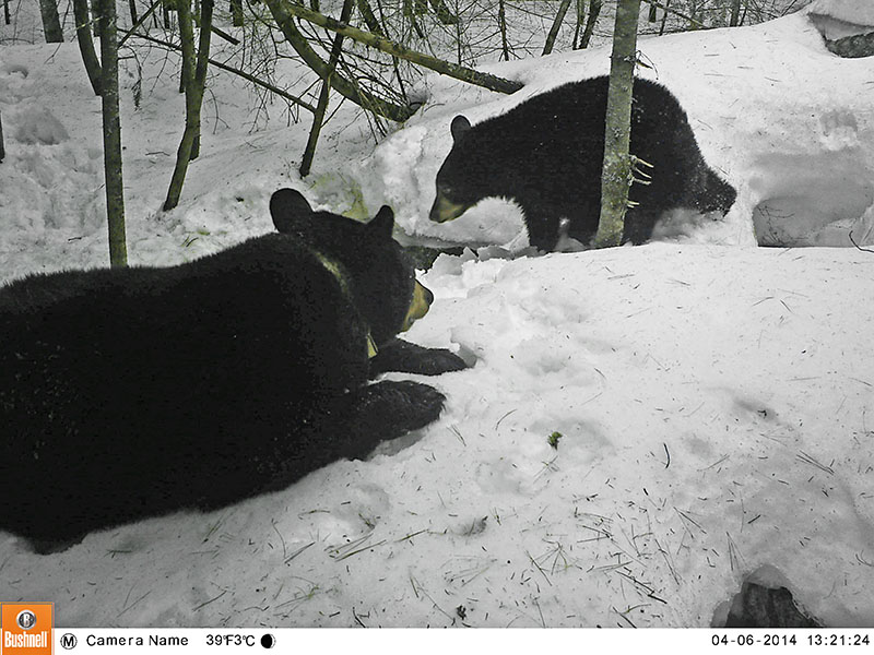 Lily and family out of the den