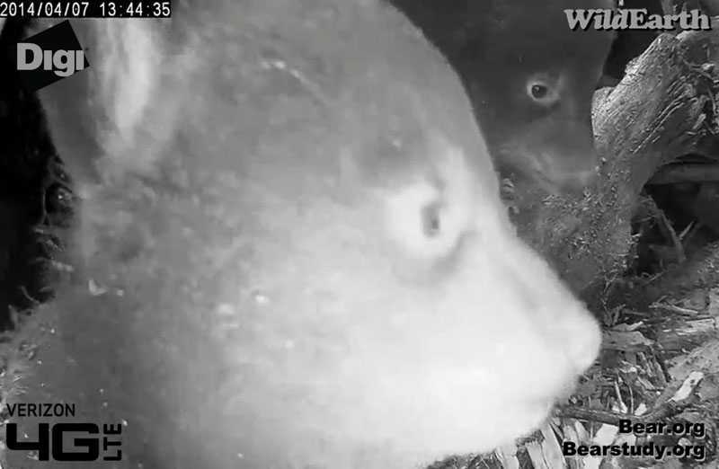 Cub up close and personal