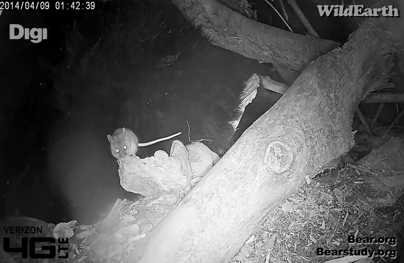 Mouse decides not to climb