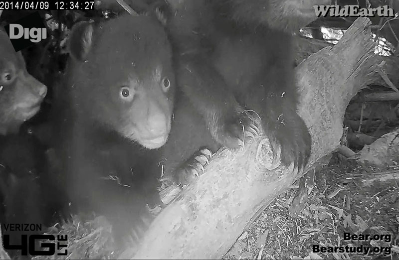 Cub #2, Cub #3, and Cub #1