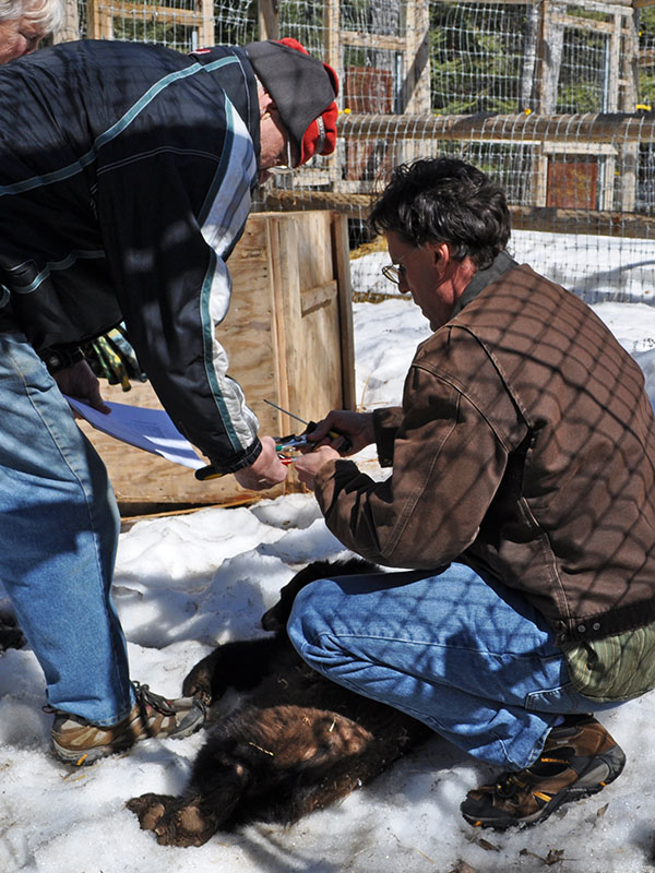 Lynn and Chip prepare to work on Holly