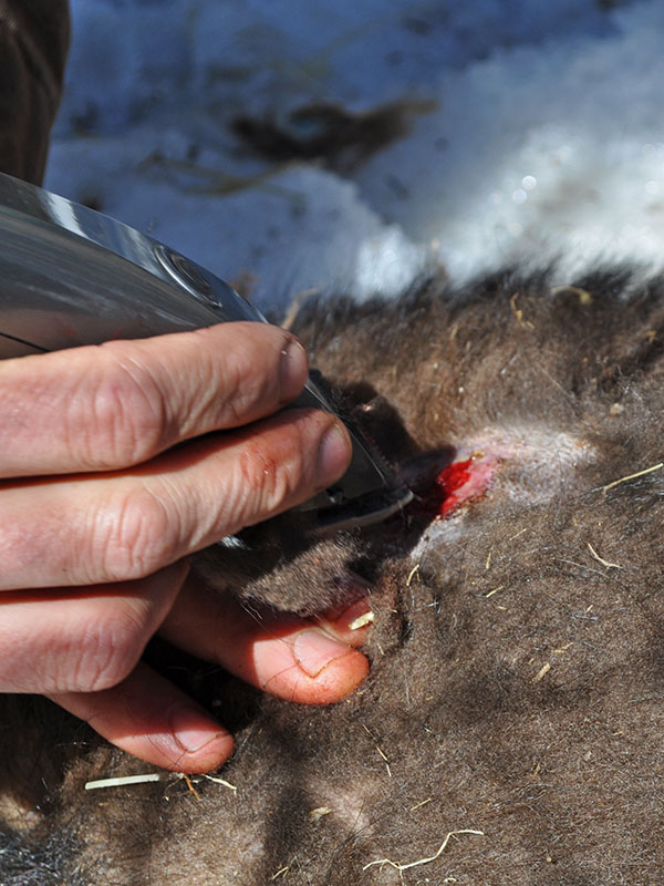 Shaving around rump wound