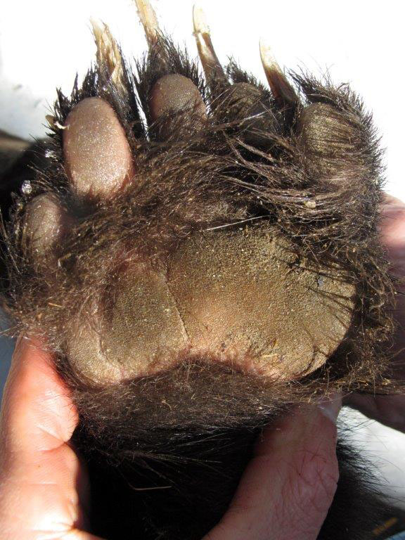 Holly's front footpad