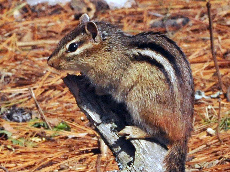Eastern Chipmunk