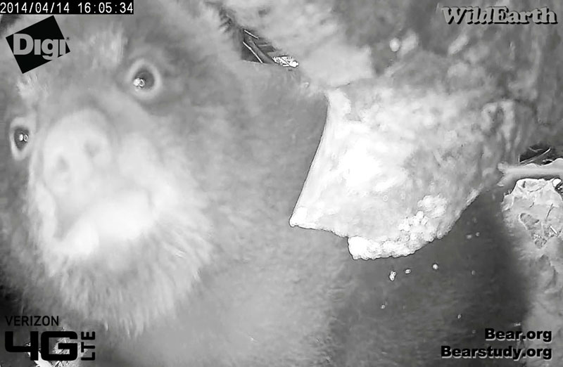 Curiouser and curiouser