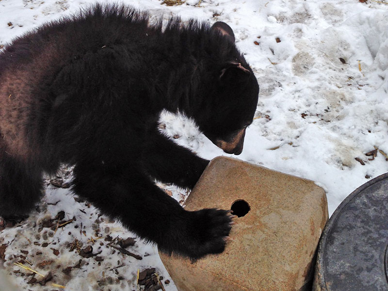 Holly works to get grapes