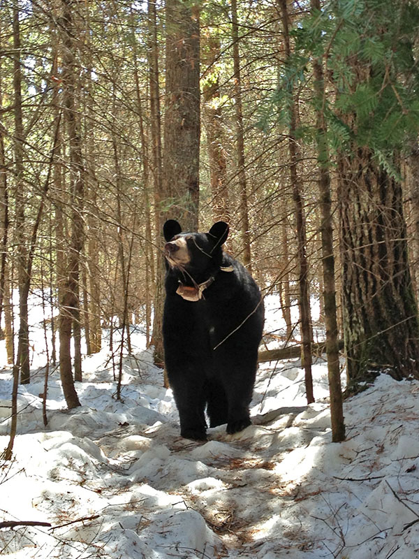 Lily cautiously approaches