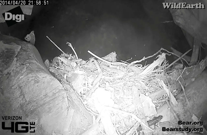 Blue-spotted Salamander