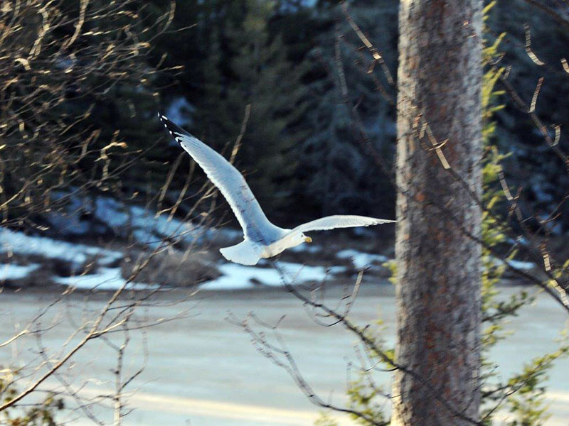 First Herring Gull this year