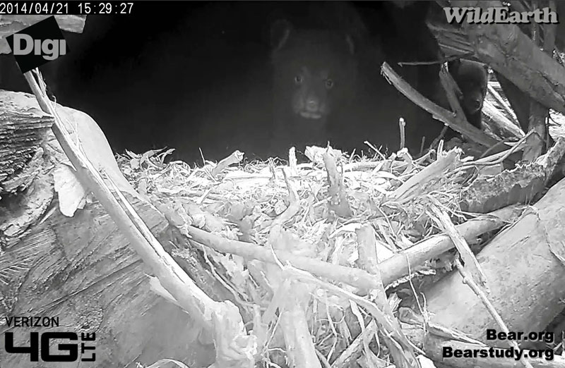 How many cubs do you see?