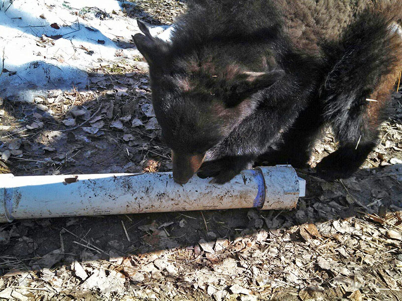 Holly manipulates pipe