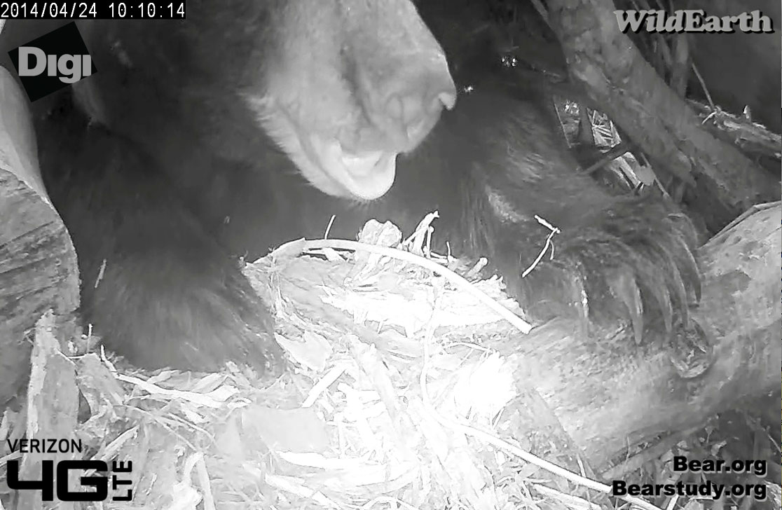 Juliet blows and swats