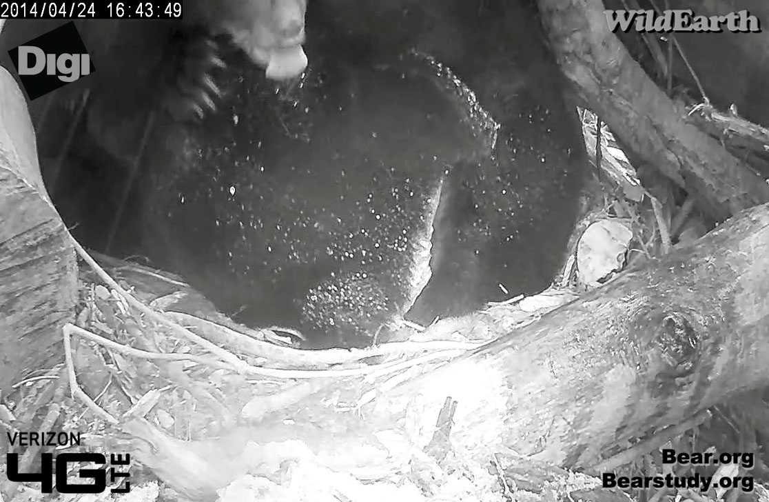 Cub licks snow off Juliet's fur