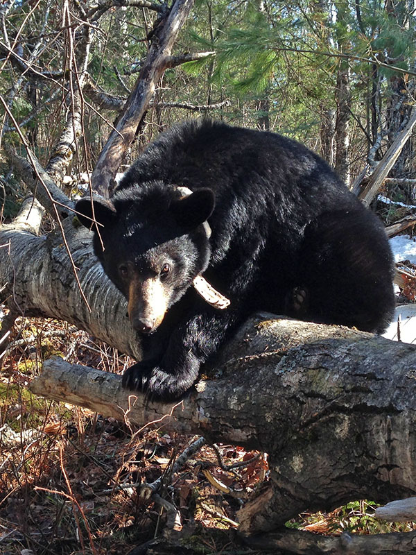 Aster sitting on log