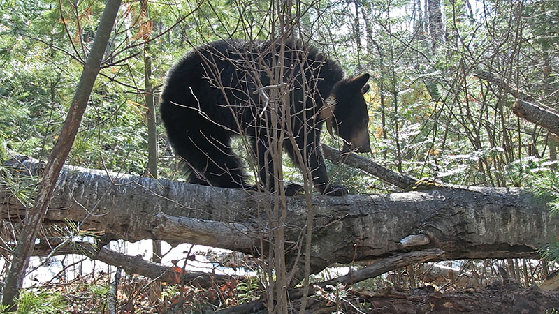 Aster standing on log